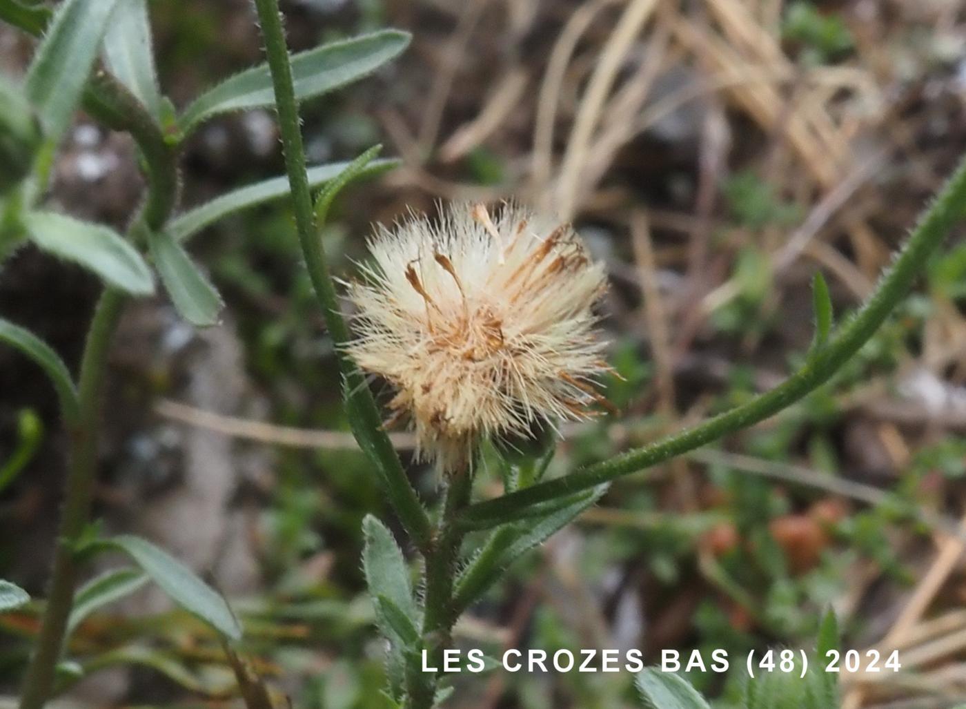 Fleabane, blue fruit